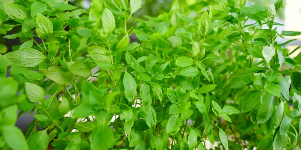 Melhores plantas para afastar insetos indesejados em ambientes internos